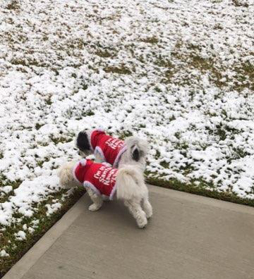 puppies in snow 2017